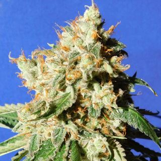 Auto Blueberry Cookies  1 u. fem. Original Sensible