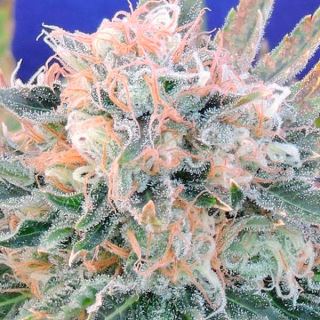 Auto Blueberry Ghost OG  1 u. fem. Original Sensible