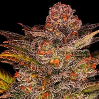 13948 - Auto Blueberry Glue  1 u. fem. Expert Seeds