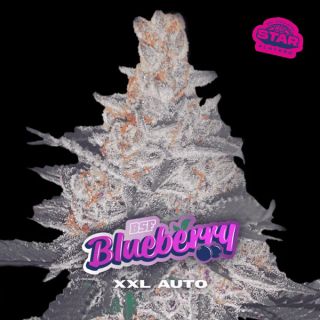 25578 - Auto Blueberry XXL  7 u. fem BSF Seeds