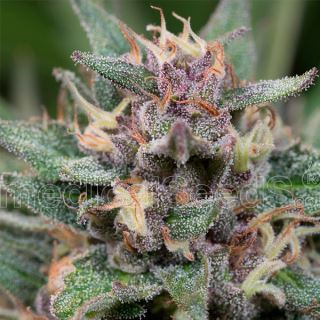 7324 - Auto Bluehell  3 u. fem. Medical Seeds