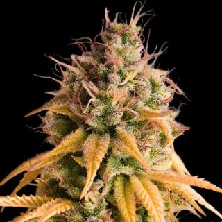 24125 - Auto Bonkers 10 u. fem Empire Seeds