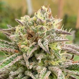 17465 - Auto Brake-up Cake   1 u. fem. Kannabia Seeds