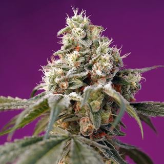 15586 - Auto Bruce Banner  25 u. fem. Granel Profesionales Sweet Seeds