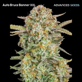 16929 - Auto Bruce Banner XXL   1 u. fem. Advanced Seeds