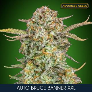 17135 - Auto Bruce Banner XXL   5 + 2 u. fem. Advanced Seeds