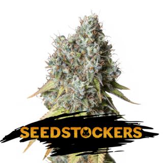 15057 - Auto Bruce Banner fem.  1 u. Seedstockers