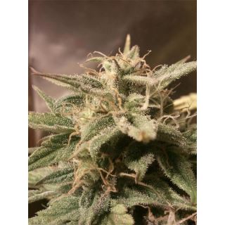 Auto Bubble  4 u. fem. Female Seeds