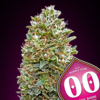 ABG00 - Auto Bubble Gum   5 u. fem. 00 Seeds