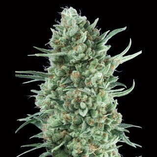 Auto Bubble Gum XXL   3 u. fem. 00 Seeds