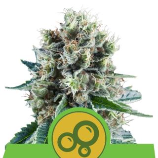 RKA5 - Auto Bubble Kush  5 u. fem. Royal Queen