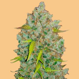 11572 - Auto Bubblegum  1 u. fem. FastBuds Seeds