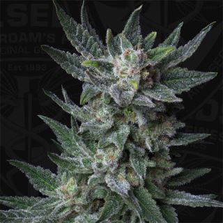 ABBB02 - Auto Bubblegum  2 u. fem. T.H. Seeds