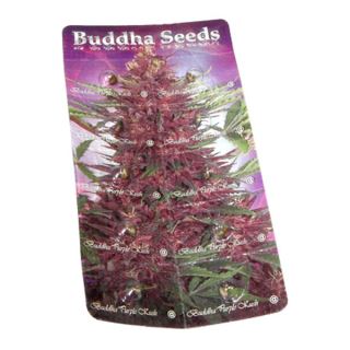 ABPK1 - Auto Buddha Purple Kush 1 u. Blister x 10 fem. Buddha Seeds