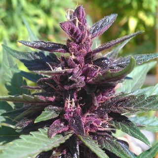 5874 - Auto Buddha Purple Kush 3 u. fem. Buddha Seeds