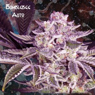 Auto Bumblebee  1 u. fem. Nemeseeds