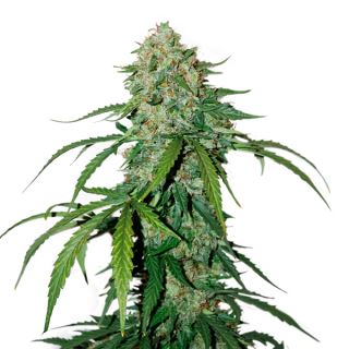 9791 - Auto CBD 1:1 Silver Lime Haze fem.  1 u. Seedstockers