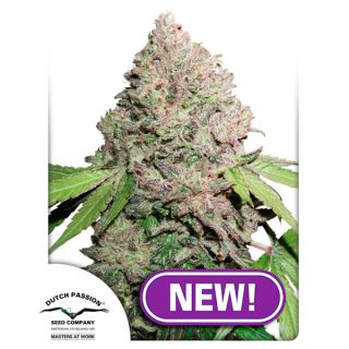 Auto CBD Charlotte´s Angel 1 u. fem. Dutch Passion