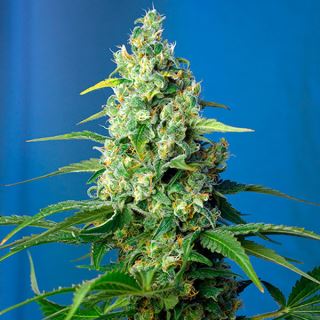 7120 - Auto CBD Honey Peach 3+1 u. fem. Sweet Seeds