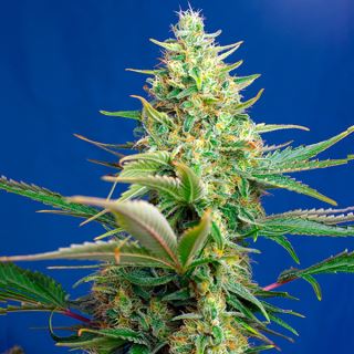 Auto CBD Sweet Pure   3+1 u. fem. Sweet Seeds