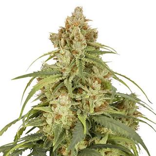 Auto CBD Victory   1 u. fem. Dutch Passion