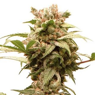 14624 - Auto CBG Force   7 u. fem. Dutch Passion