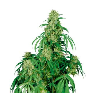 6300 - Auto Calamity Jane 1 u. Blister x 10 fem. Buddha Seeds