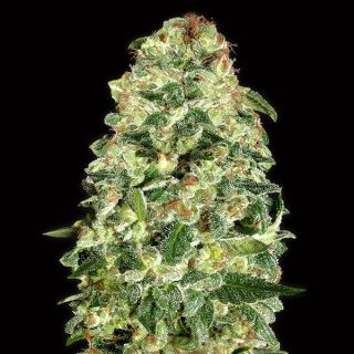 10712 - Auto California Kush   3 u. fem. 00 Seeds