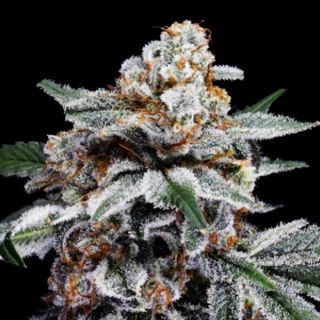 25764 - Auto Canelo  3 u. fem. DNA Genetics