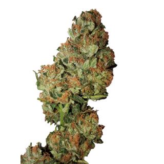 Auto Cannatonic (0,3/20)   1 u. fem. CBD+ Buds