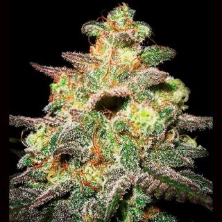 13913 - Auto Caramella  1 u. fem. Expert Seeds