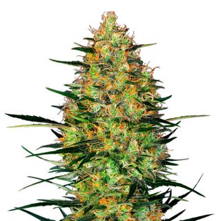 Auto Caramellow Kush 1 u. fem. Sensi Seeds Research