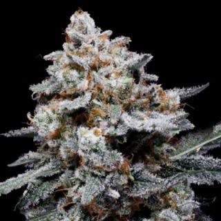 25765 - Auto CheMACal Romance  3 u. fem. DNA Genetics