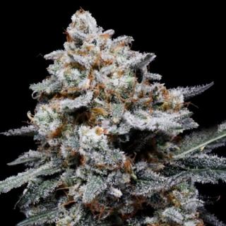 21372 - Auto CheMACal Romance  5 u. fem. DNA Genetics