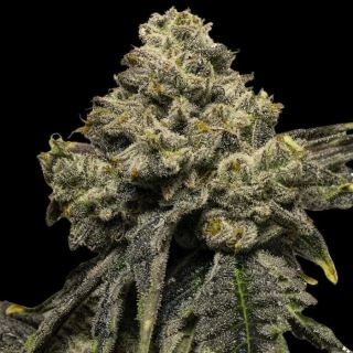 24131 - Auto Cheddar Plum 10 u. fem Empire Seeds
