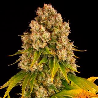 Auto Cheese  1 u. fem. Barney's