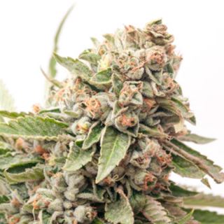 13928 - Auto Cheese  1 u. fem. Expert Seeds