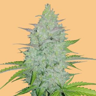 Auto Cheese  1 u. fem. FastBuds Seeds