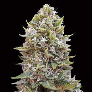 10713 - Auto Cheese Berry   3 u. fem. 00 Seeds