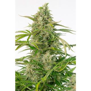 Auto Cheese CBD  3 u. fem. Dinafem