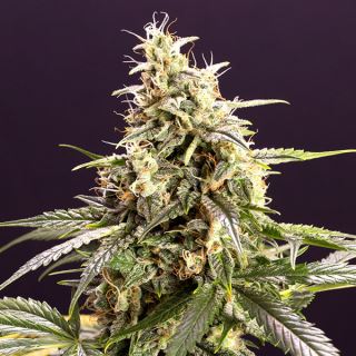 15534 - Auto Chem Bomb  5 ud Humboldt Seed Organization