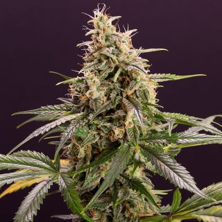 12798 - Auto Chem-Bomb 10 u. fem. Humboldt