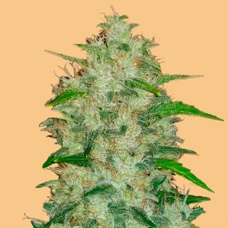 Auto Chemdawg  1 u. fem. FastBuds Seeds