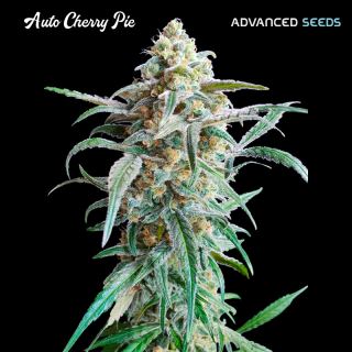 Auto Cherry Pie   1 u. fem. Advanced Seeds