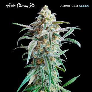 Auto Cherry Pie   5 + 2 u. fem. Advanced Seeds
