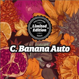 Auto Chiquita Banana 5 u fem Ed.Especial Philosopher