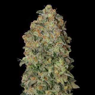 10716 - Auto Chocolate Skunk   3 u. fem. 00 Seeds