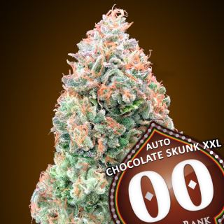 14225 - Auto Chocolate Skunk XXL   3 u. fem. 00 Seeds