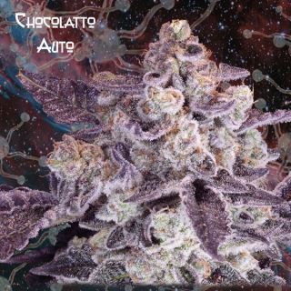 Auto Chocolatto  1 u. fem. Nemeseeds