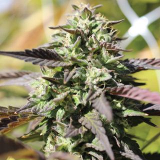 24986 - Auto Chunkadelic 3 u. fem Humbold Seeds Company